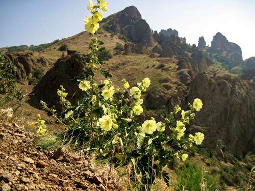 Alcea rugosa — photo