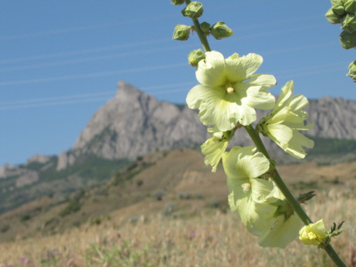 Alcea rugosa