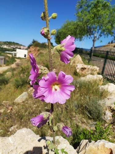 Alcea setosa (Marsh mallow) — photo