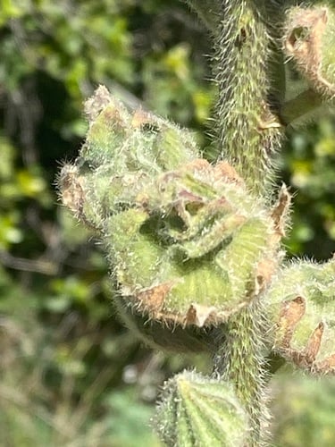 Alcea setosa (Marsh mallow) — photo