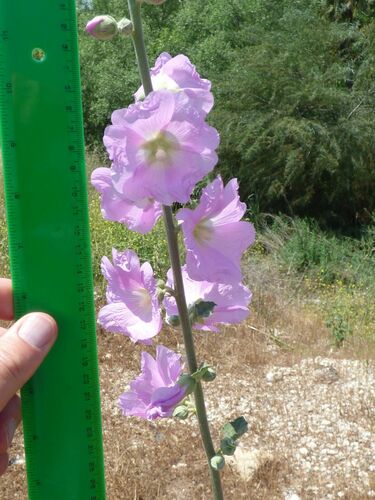 Alcea striata subsp. rufescens — photo
