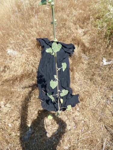 Alcea striata subsp. rufescens — photo