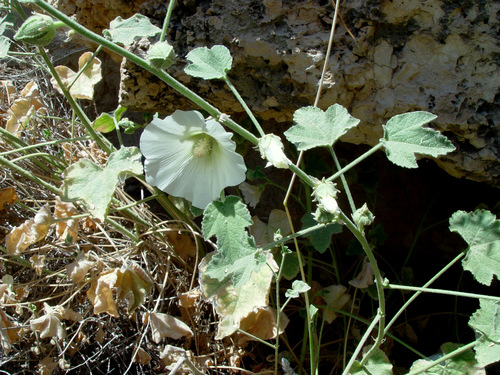 Alcea striata subsp. rufescens