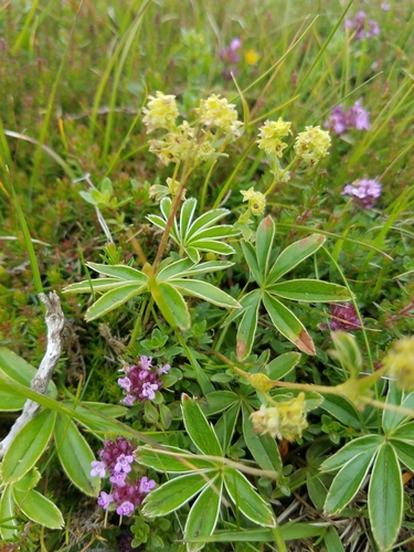 Alchemilla alpina (Alpine lady’s mantle) — photo