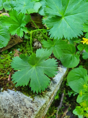 Alchemilla fissa — photo