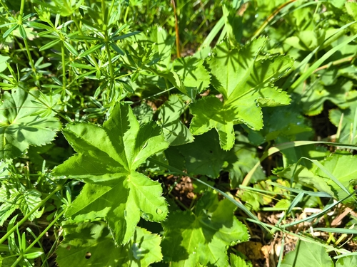 Alchemilla glabra (Lady's mantle) — photo