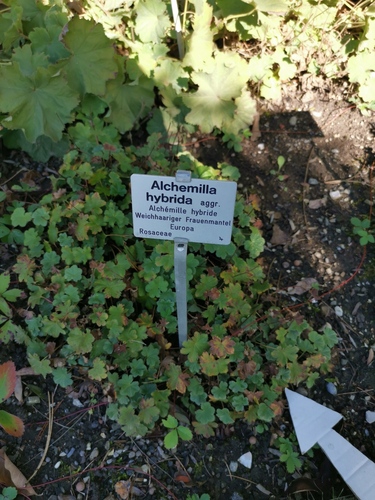 Alchemilla hybrida (Virnjak) — photo
