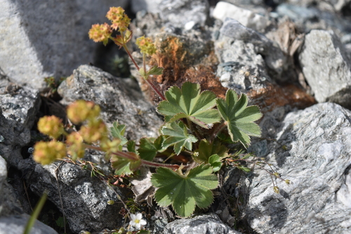 Alchemilla hybrida