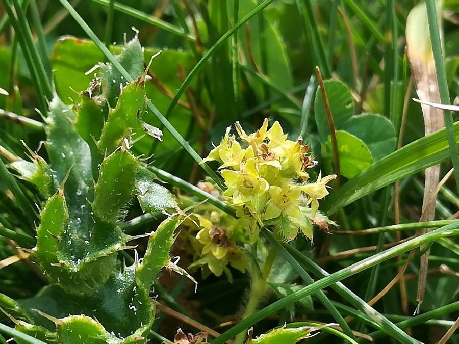 Alchemilla hybrida (Virnjak) — photo