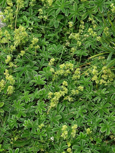 Alchemilla plicatula (Planinsli virnjak) — photo