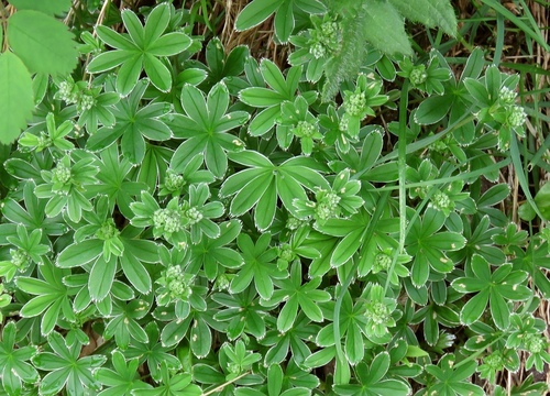 Alchemilla plicatula (Planinsli virnjak) — photo