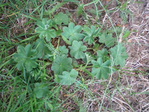 Alchemilla vulgaris (Lady's mantle) — photo