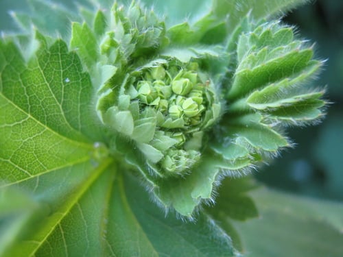 Alchemilla vulgaris (Lady's mantle) — photo