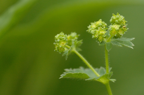 Alchemilla vulgaris