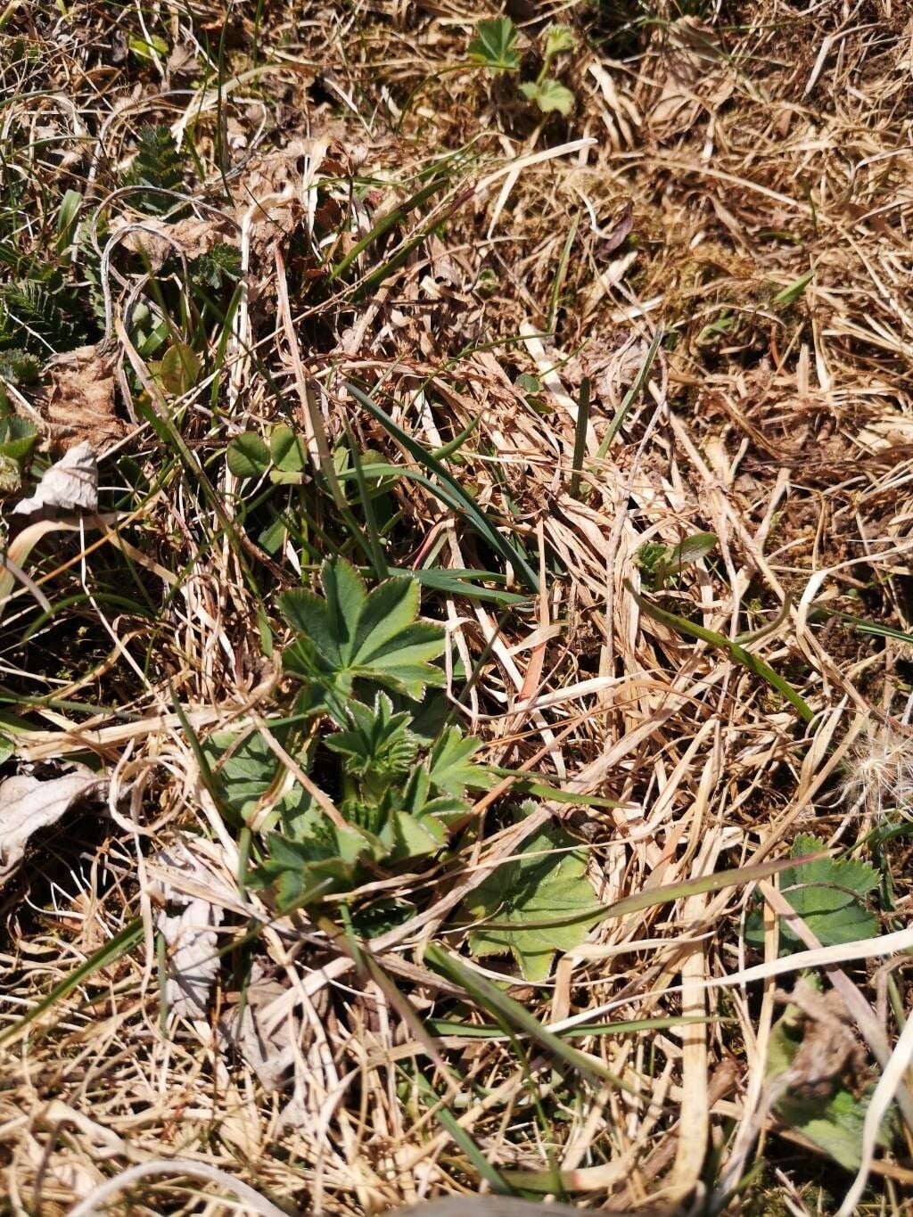 Alchemilla xanthochlora (Lady’s Mantle) — photo