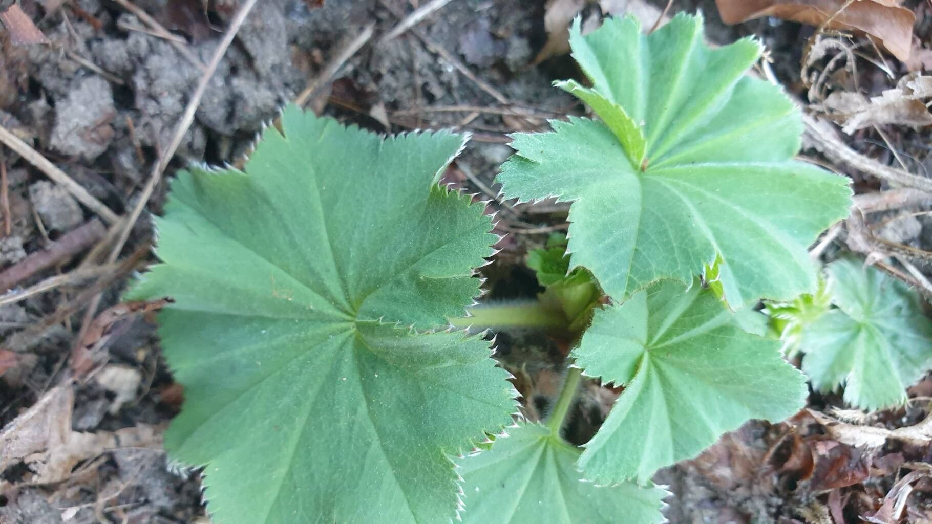 Alchemilla xanthochlora