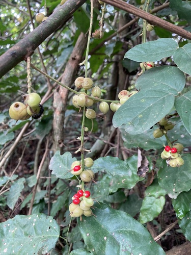 Alchornea cordifolia (Christmas bush) — photo