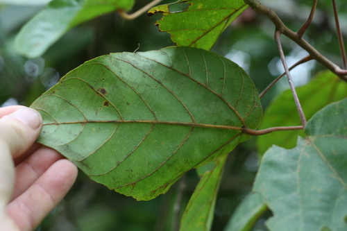 Alchornea cordifolia (Christmas bush) — photo