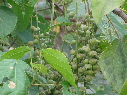 Alchornea cordifolia