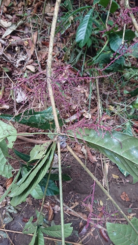 Alchornea floribunda