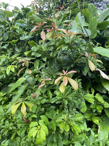 Alchornea floribunda (Kai) — photo
