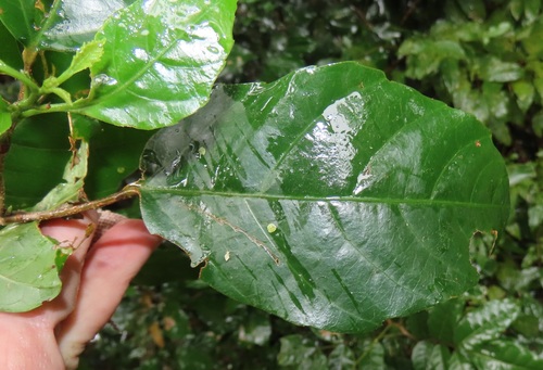 Alchornea hirtella f. glabrata — photo