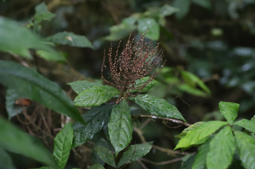 Alchornea hirtella f. glabrata — photo