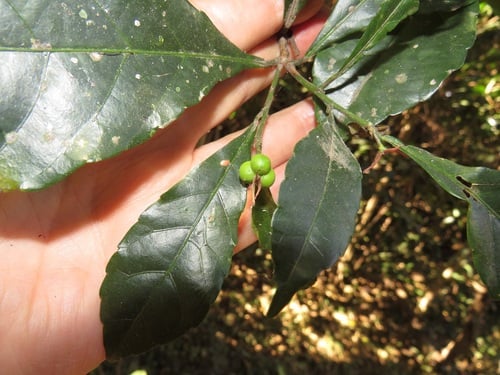 Alchornea hirtella f. glabrata