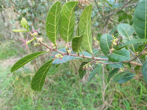 Alchornea scandens (Burny vine) — photo