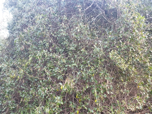 Alchornea scandens (Burny vine) — photo