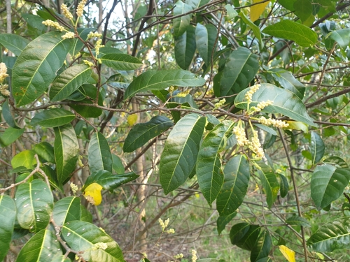 Alchornea scandens