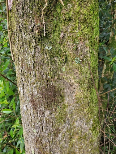 Alchornea triplinervia (Red honeywood) — photo