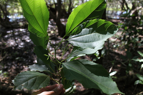 Alchornea triplinervia (Red honeywood) — photo