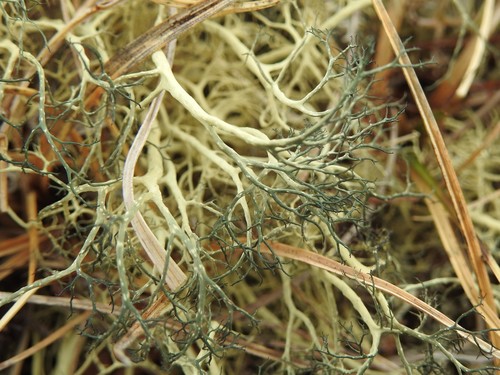 Alectoria ochroleuca