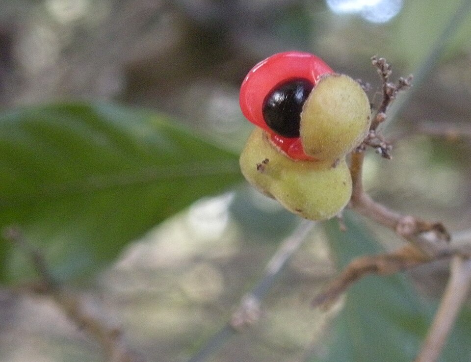 Alectryon connatus