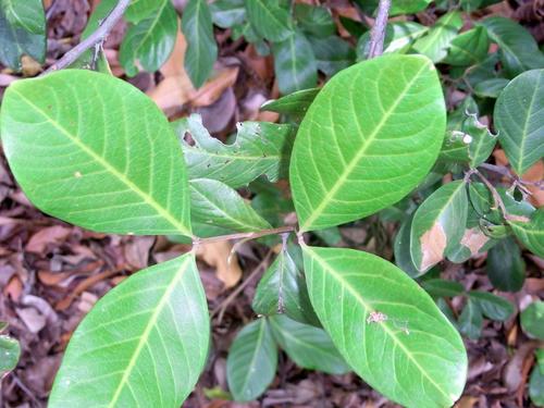 Alectryon coriaceus (Beach bird’s eye) — photo