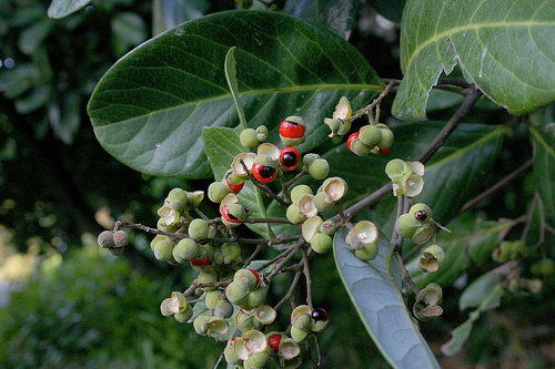 Alectryon coriaceus