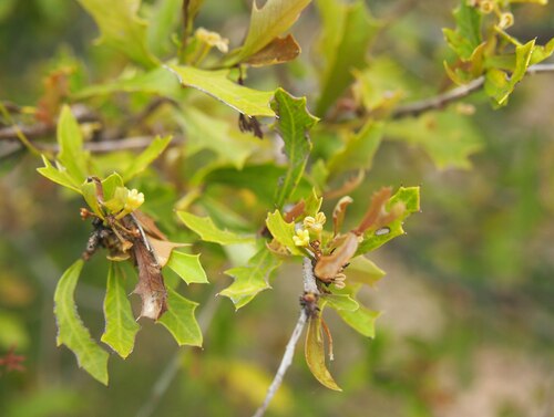 Alectryon diversifolius (Holly bush) — photo