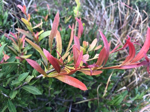 Alectryon diversifolius (Holly bush) — photo
