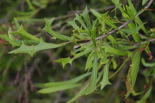 Alectryon diversifolius