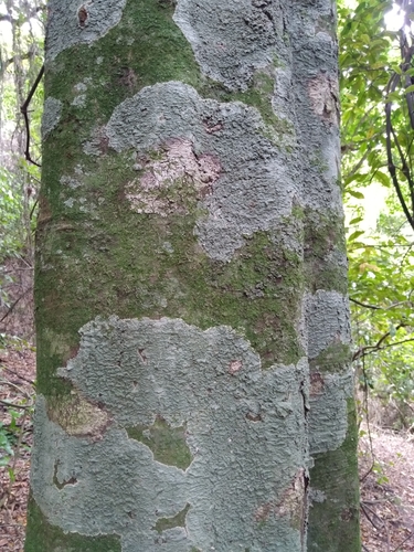 Alectryon excelsus (Titoki) — photo