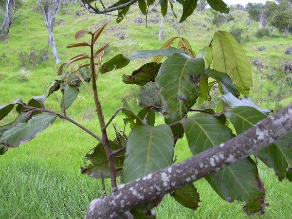 Alectryon macrococcum