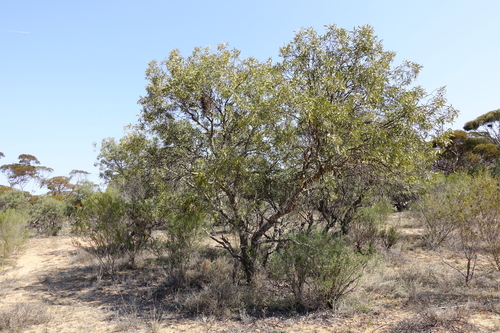 Alectryon oleifolius (Bullocky bush) — photo