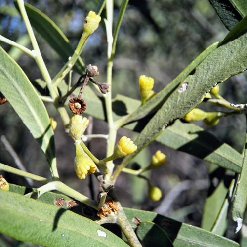Alectryon oleifolius