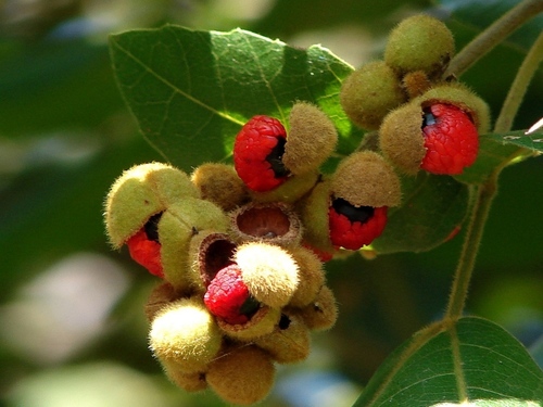Alectryon tomentosus (Woolly rambutan) — photo