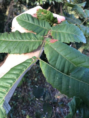Alectryon tomentosus