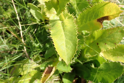Alepidea amatymbica — photo