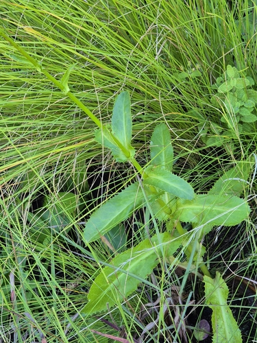 Alepidea amatymbica — photo
