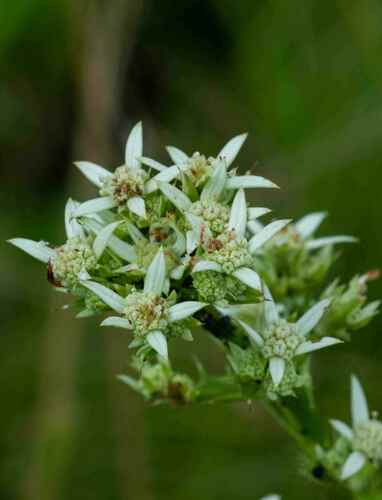 Alepidea amatymbica