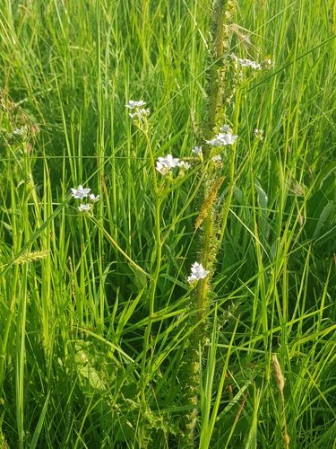 Alepidea longifolia (Kalmus) — photo